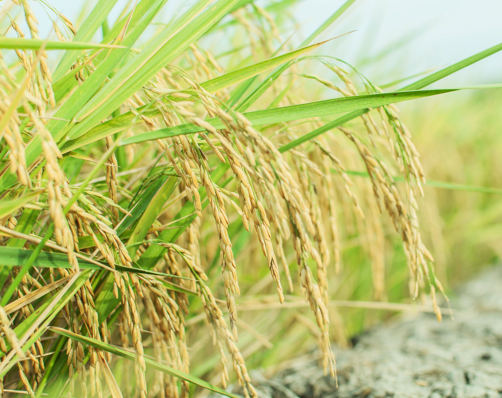 What Makes Sticky Rice?